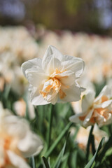 white flower in the garden