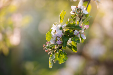 Blooming apple tree in the spring garden. Close up of white flowers on a tree. Spring background
