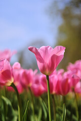 Fototapeta premium pink tulips against sky