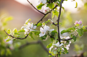 blossom in spring