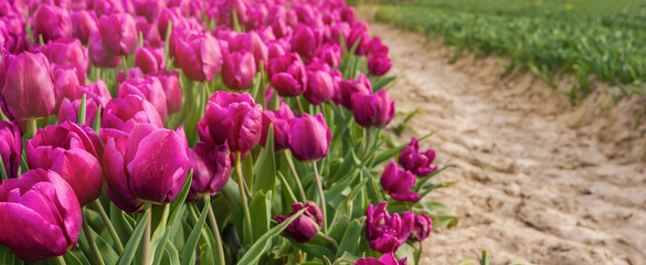 Banner. There are many bright pink tulips on the field. A perfect display of natures beauty and...