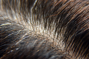 Roots of dark hair on the head, macro shot