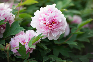 Gorgeous blooming pink peonies in the garden.