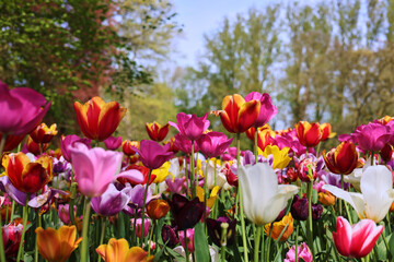 Colourful tulips in the garden
