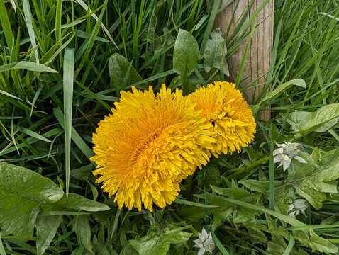 A Dandelion (Taraxacum) showing abnormal flower growth known as Fasciation