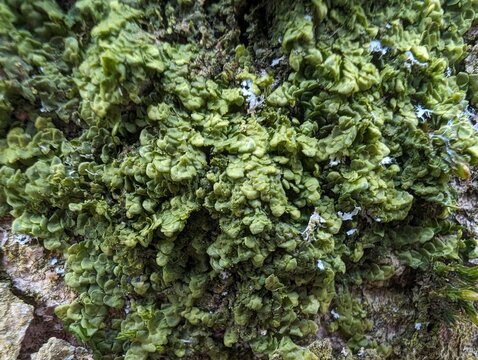 Flat-leaved Scalewort (Radula complanata), a liverwort