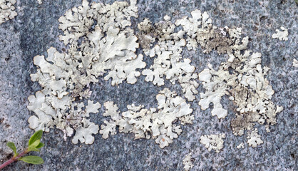 background with grey lichen colony on stone closeup - 784759301