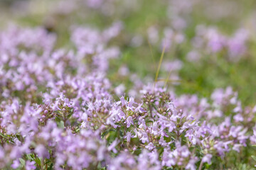 pink thyme blossom closeup background - 784759326