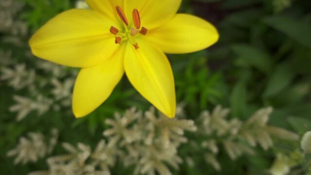 Lilium is genus of herbaceous flowering plants