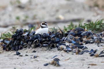 Wader or shorebird, little ringed plover (Charadrius dubius) on the beach.