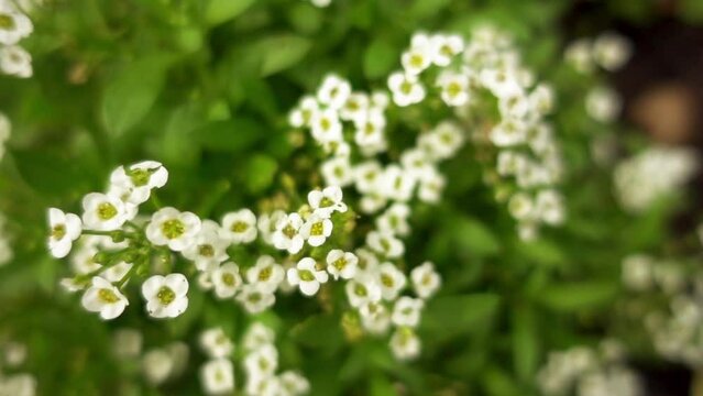 Alyssum in family Brassicaceae