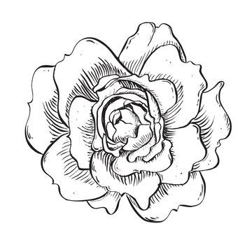 Wild rose flower. Vector hand drawn floral illustration of blooming rose hip in outline style. Sketch in black and white