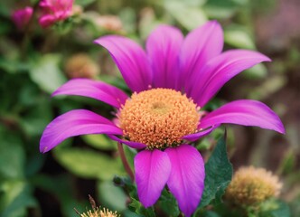 close up of a pink flower