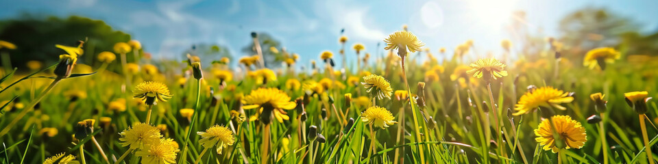 Beautiful flowers of yellow dandelions in nature in warm summer or spring on meadow in sunlight, macro. Long horizontal banner. Nature floral background in summer.