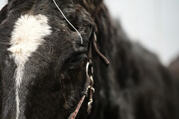 Anbringen eines Augenkatheters am Pferdeauge im Detail