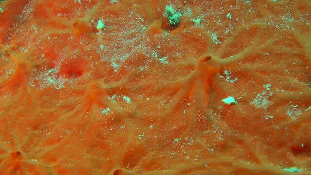 Orange colored Orange sponge (Spirastrella cunctatrix) on a rock on the seabed, close-up.