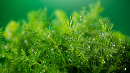 Dill aromatic fresh herbs. Bunch of fresh green dill close up, condiments. Vegetarian food, organic. Anethum graveolens macro shot, over green background 