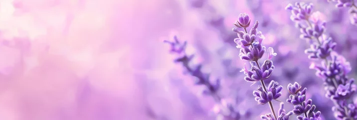 Möbelaufkleber Close up of purple lavender flowers on violet background. Copy Space. Generative AI © Eugen
