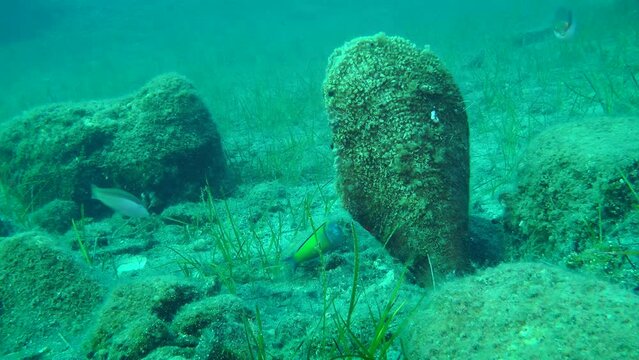 Large Noble pen shell (Pinna nobilis) against a background of sea grass and water column, fish swimming around, medium shot.