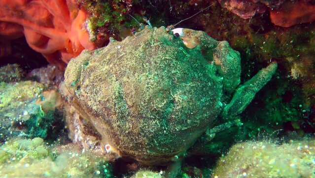 Large Sponge Crab (Dromia personata) sits near a rock covered with scarlet sponges, close-up.