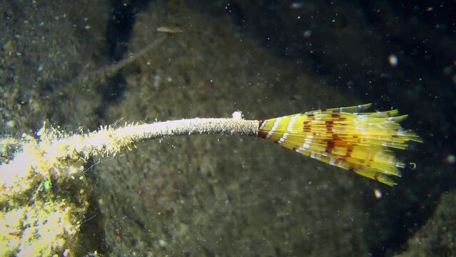 The polychaete Mediterranean fan worm (Sabella spallanzanii) slowly extends from its tube and unfurls its brightly colored tentacles to catch plankton, side view.