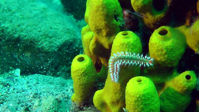 Dangerous polychaete Bearded fireworm (Hermodice carunculata) crawls along a picturesque Yellow tube sponge, medium shot.