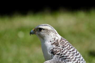 white hawk closeup portrait with green forest on background