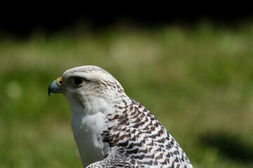 white hawk closeup portrait with green forest on background