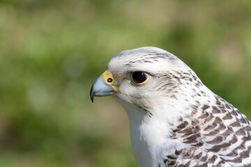 white hawk closeup portrait with green forest on background