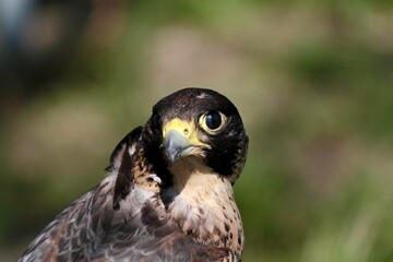 brown hawk portrait