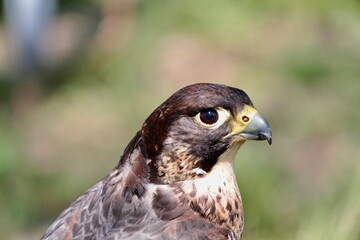 brown hawk portrait