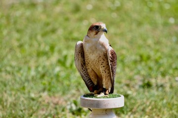brown hawk portrait