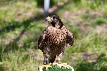 brown hawk portrait