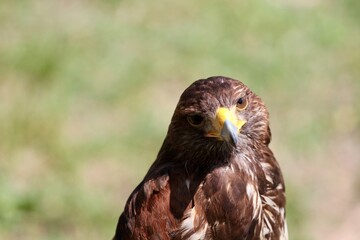 brown hawk portrait
