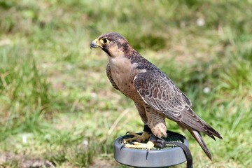brown hawk portrait