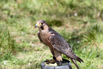 brown hawk portrait