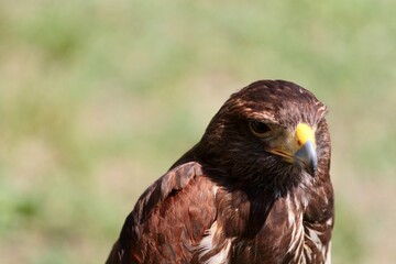 Obraz premium brown hawk portrait