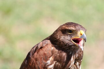 Obraz premium brown hawk portrait