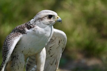 white hawk closeup portrait with green forest on background