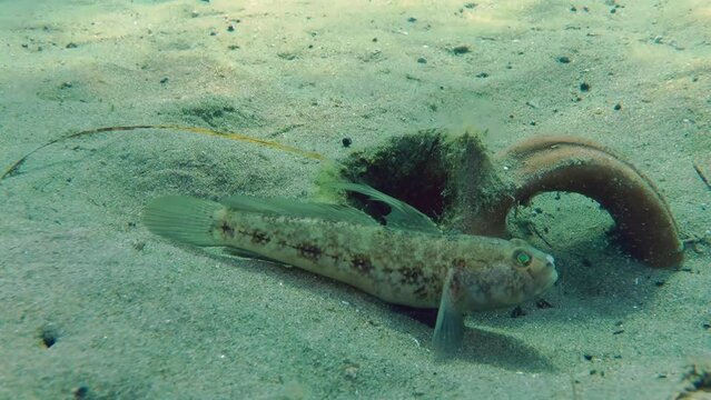 A male Black goby (Gobius niger) in breeding plumage circles around the nest, then hides in the nest that he made in an ancient amphora.