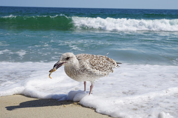 Brown and white seagull with crab in its mouth standing in the surf on Nantucket