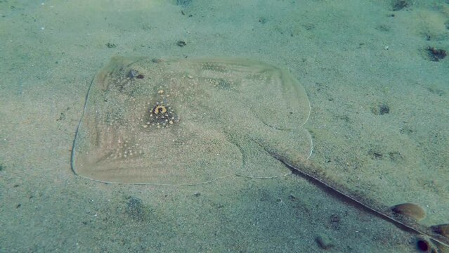 Marine fish Twineye ray (Raja miraletus) slowly slides along the sandy seabed, then slowly moves away. Mediterranean.