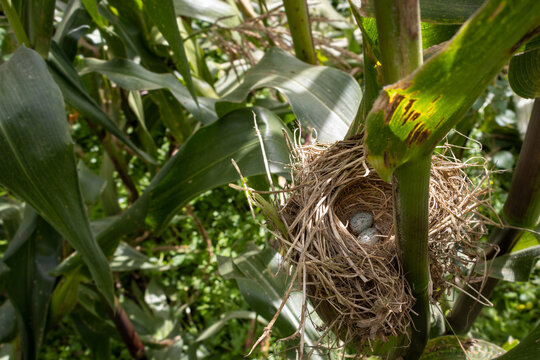 Nido de ave silvestre con dos huevos de color celeste oculto entre matorrales  plantas