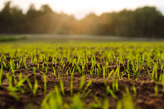 Close up of young Green wheat growing in soil. Agriculture, gardening, business or ecology concept.
