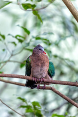 Common Emerald Dove (Chalcophaps indica) - Widespread resident across tropical & subtropical regions of the Indian Subcontinent and Southeast Asia.