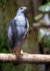 Gray Hawk (Buteo plagiatus) - Found in southern United States, Mexico, and Central America