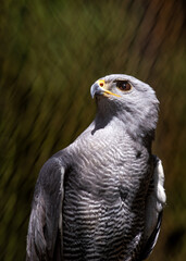 Gray Hawk (Buteo plagiatus) - Found in southern United States, Mexico, and Central America