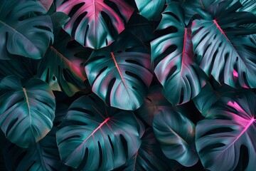 abstract background with monstera leaves in dark green. Summer vibes