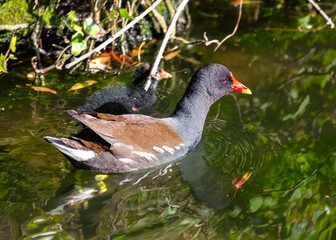 Moorhen (Gallinula chloropus) - Found across Europe, Asia & parts of Africa