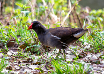 Moorhen (Gallinula chloropus) - Found across Europe, Asia & parts of Africa